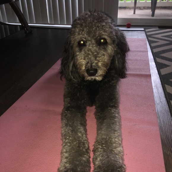 Meet your Posher, Samuel - Picture 1 of 1